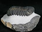 Top Quality Phacops Trilobite #7137-3